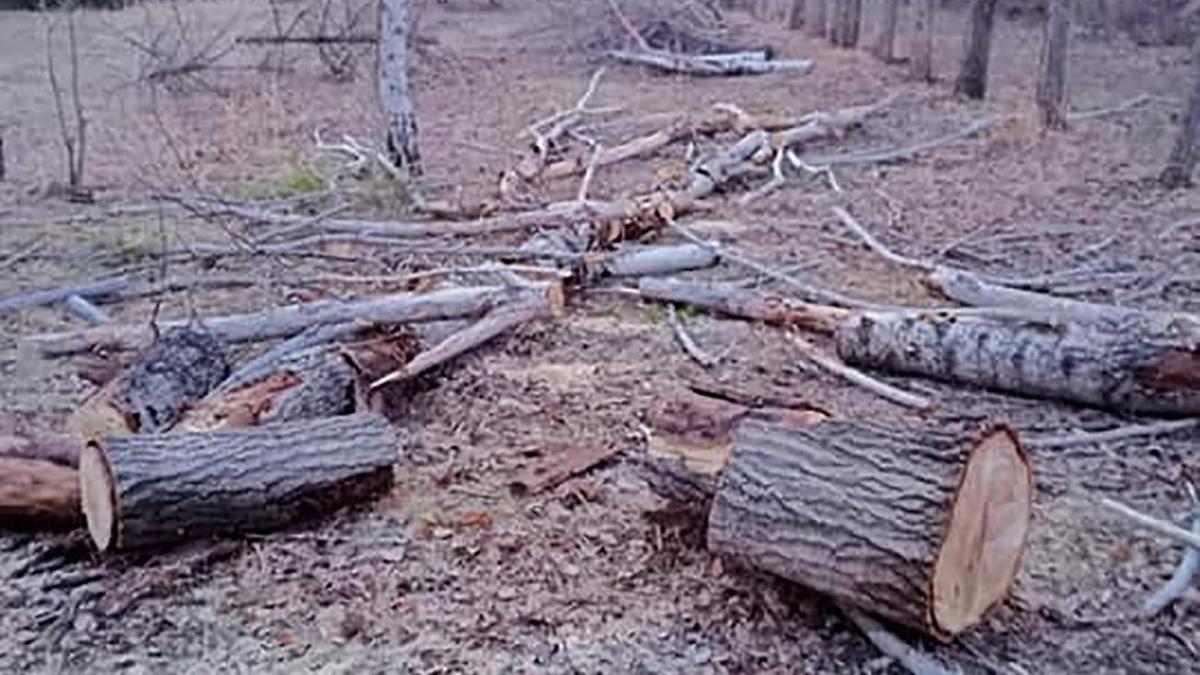 "Экологический месячник": акимат Есиля объяснил вырубку деревьев в парке в Нур-Султане