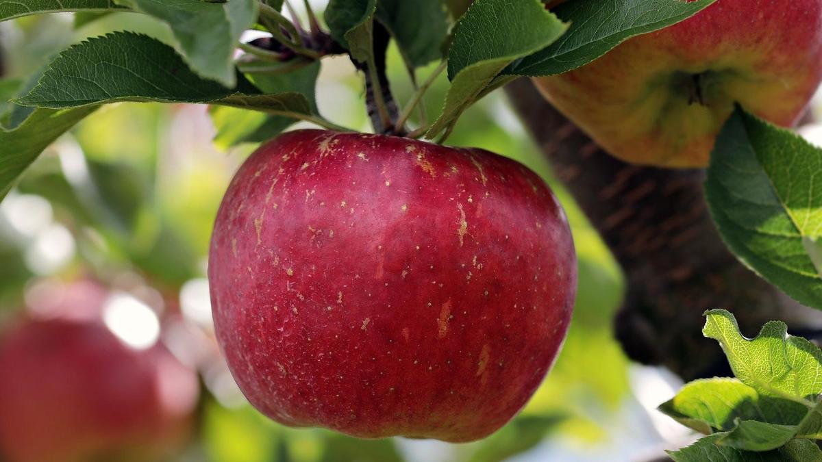 Токаев: Алматинские яблоки могут превратиться в известный бренд.