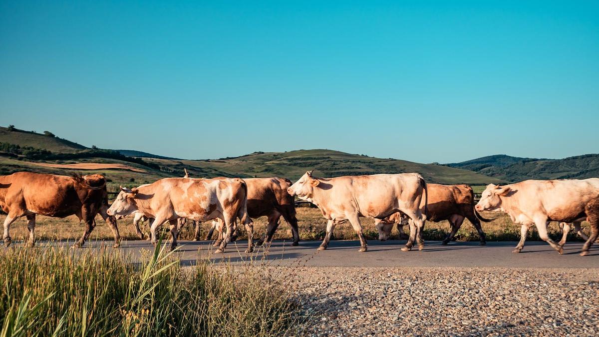 Казахстан будет использовать отражающую краску для маркировки скота