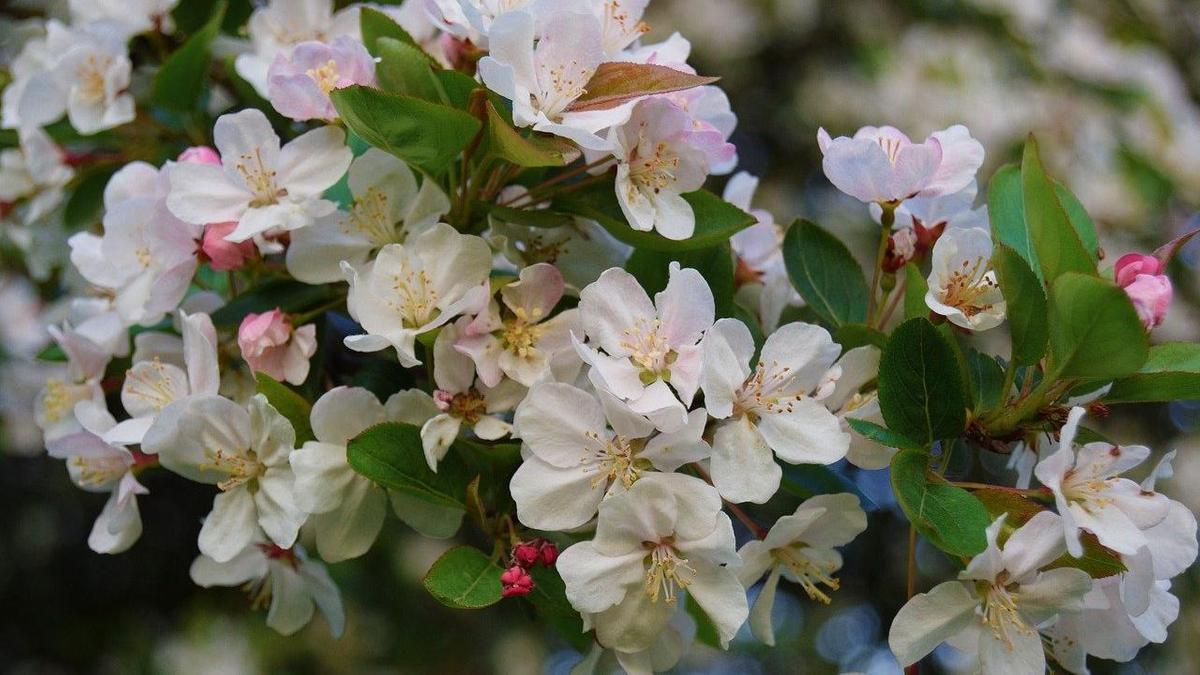 Неожиданное расцвету яблони на юге Казахстана