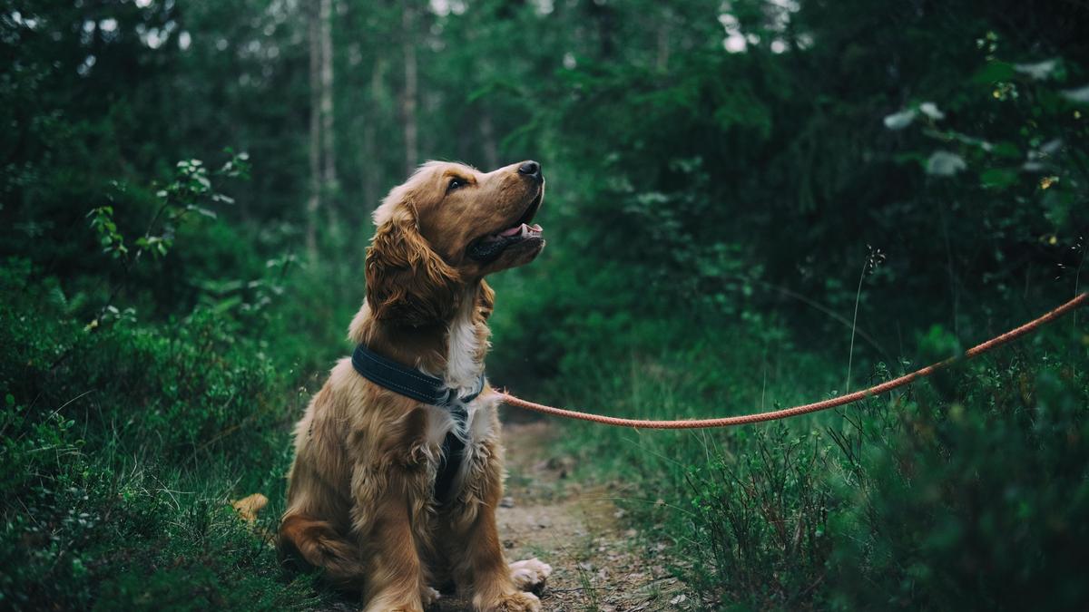 В карагандинском парке неизвестным веществом отравились собаки