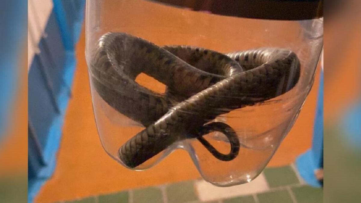 Жительница Костаная обнаружила змею в туалете.