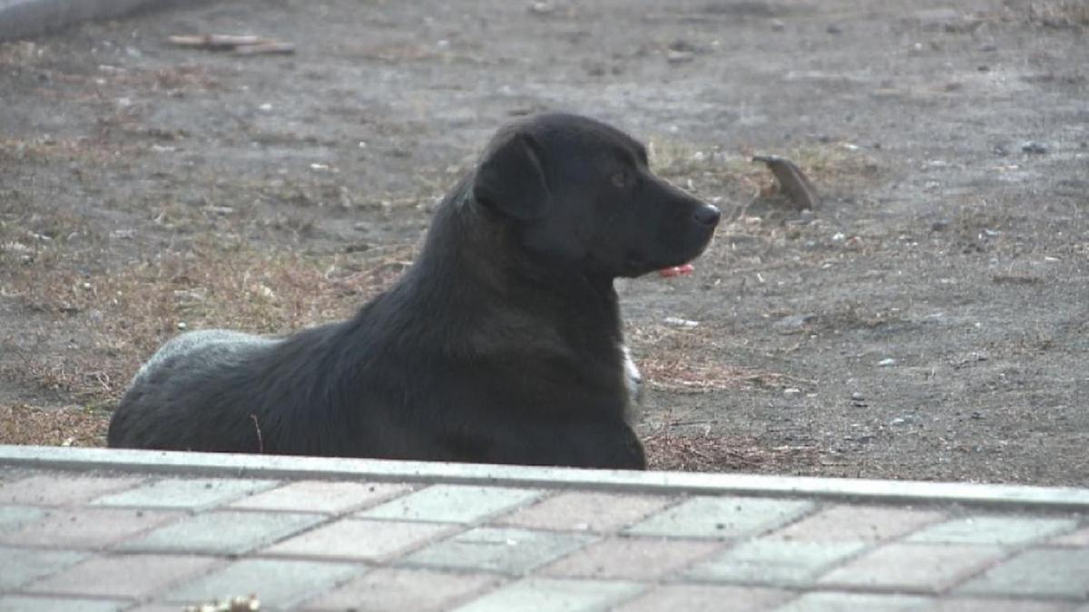 На автобусной остановке собака по кличке "Хатико" ждет своего хозяина.