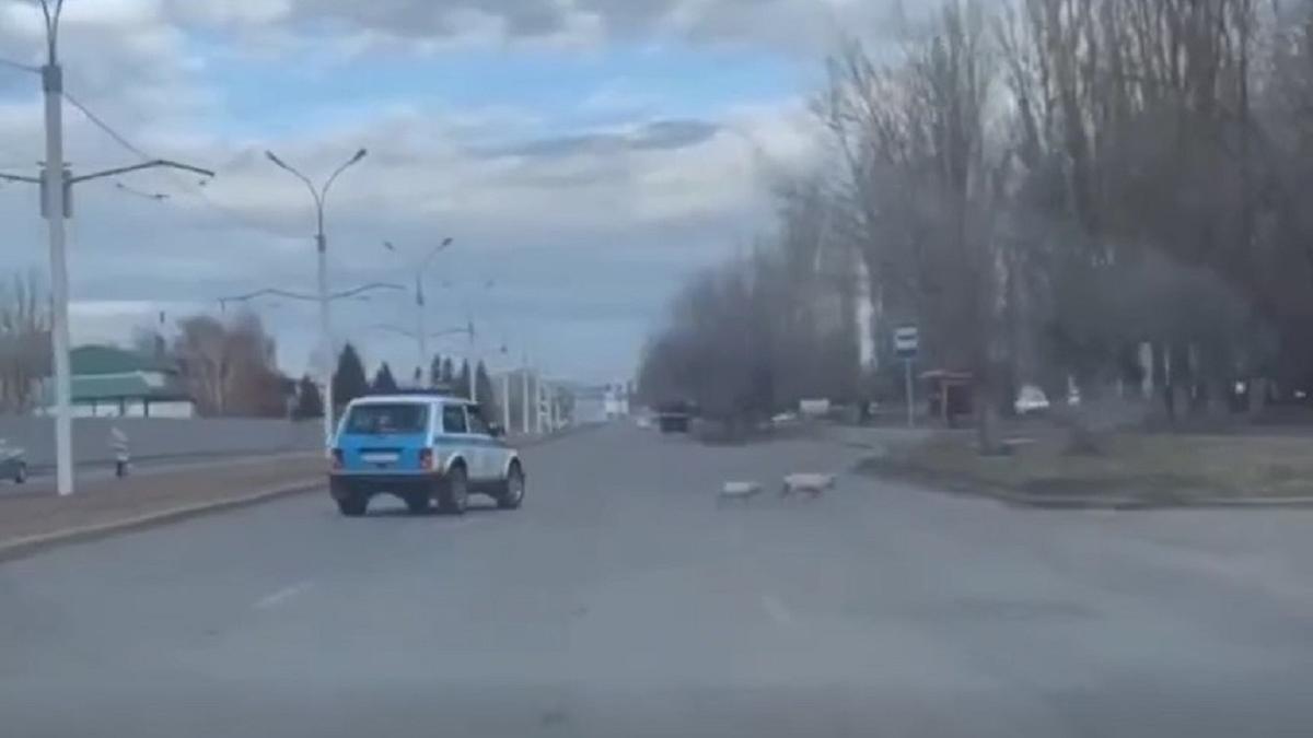 В UST-Kamenogorsk полиция поймала двух свиней (видео).