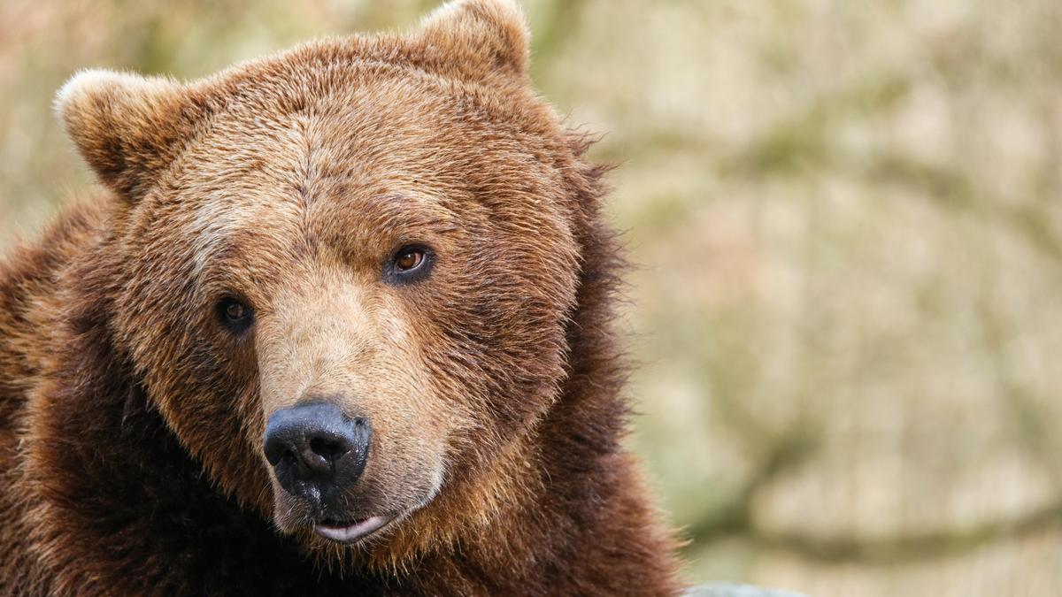 Медведь был найден в Алматинском заповеднике и запечатлен на фотографии.