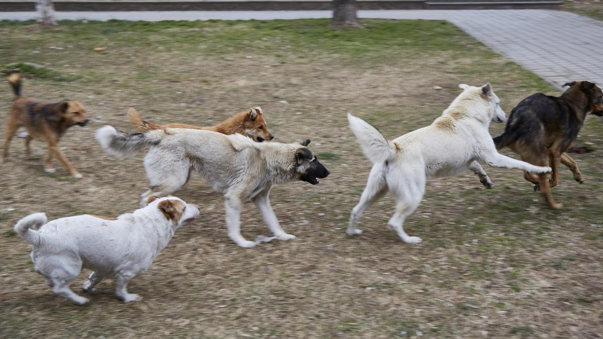 Жители в районе Алмати узнали о вторжении в бездомных собак (видео).