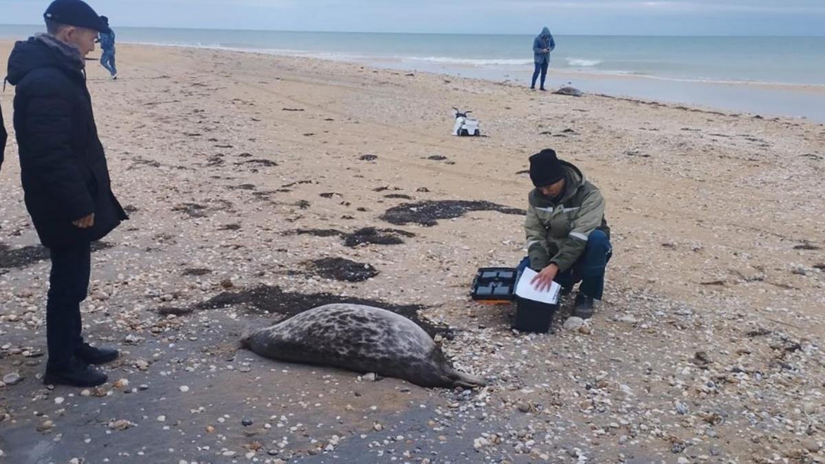 На каспийском морском побережье было обнаружено более ста тюленей.