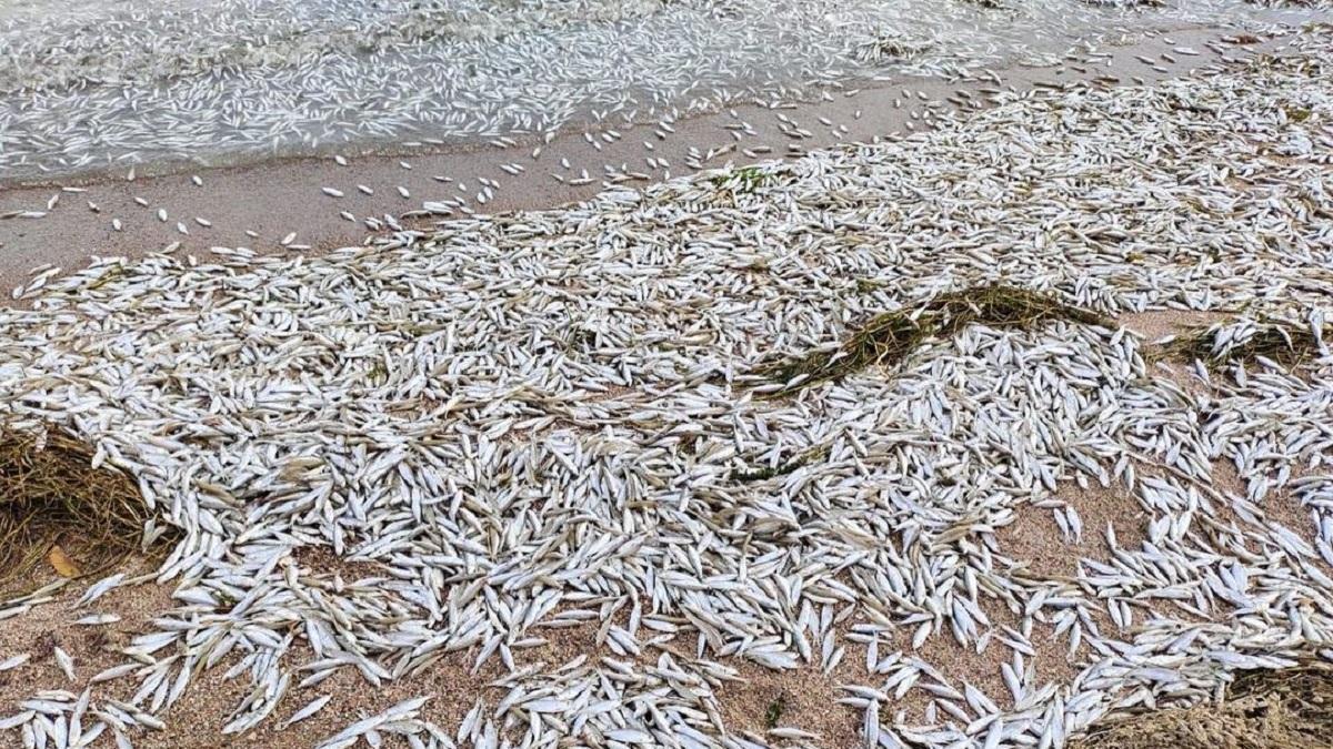 В водохранилище Капшагай погиб сотни килограммов рыбы.