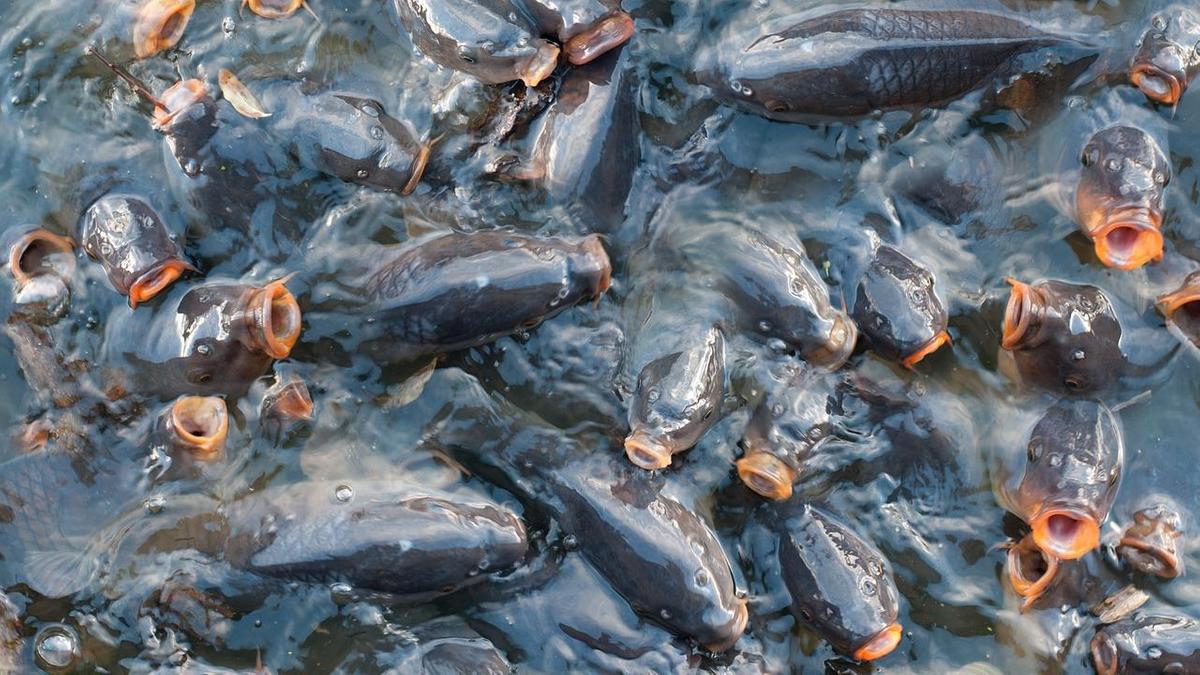 Еще три тонны мертвой рыбы были обнаружены в Капшагай. Задержанное лицо является предметом уголовного расследования.