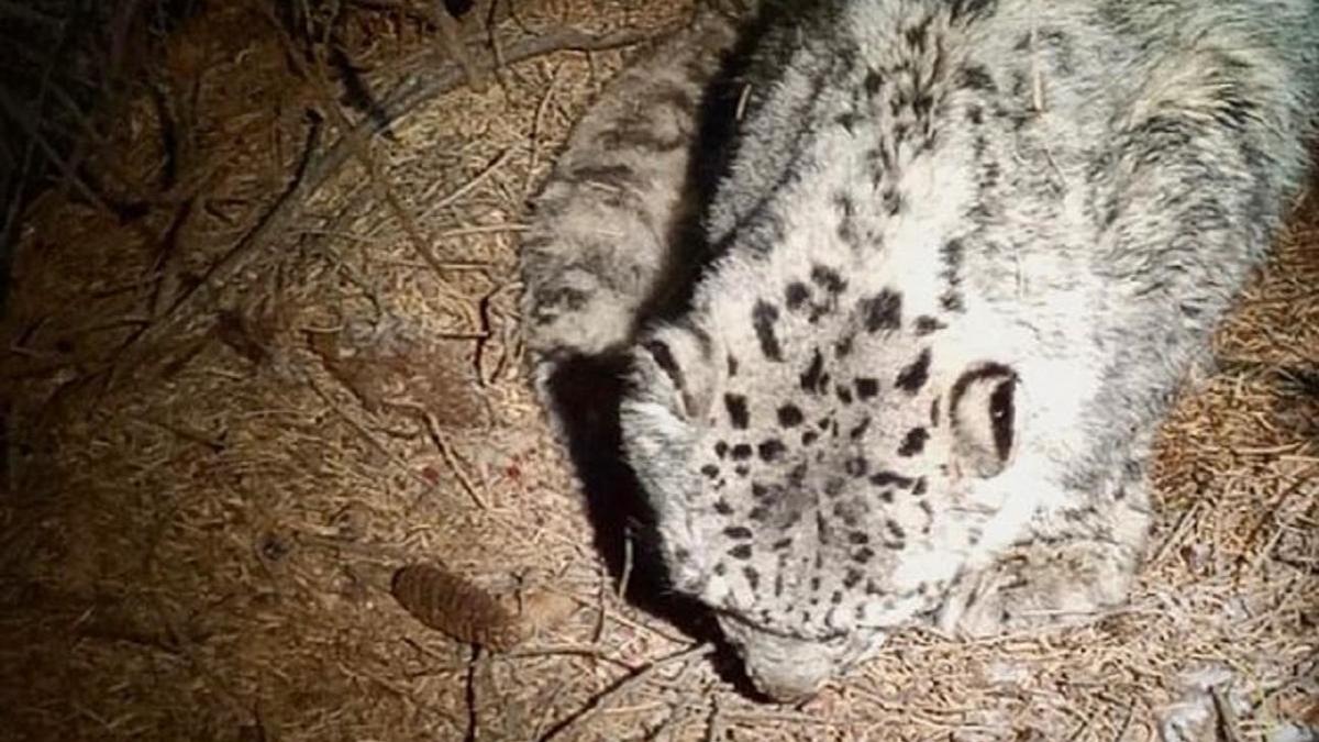 Мешок в животе: обнаруженная в Иле-Алатау самка снежного барса умерла в алматинском зоопарке