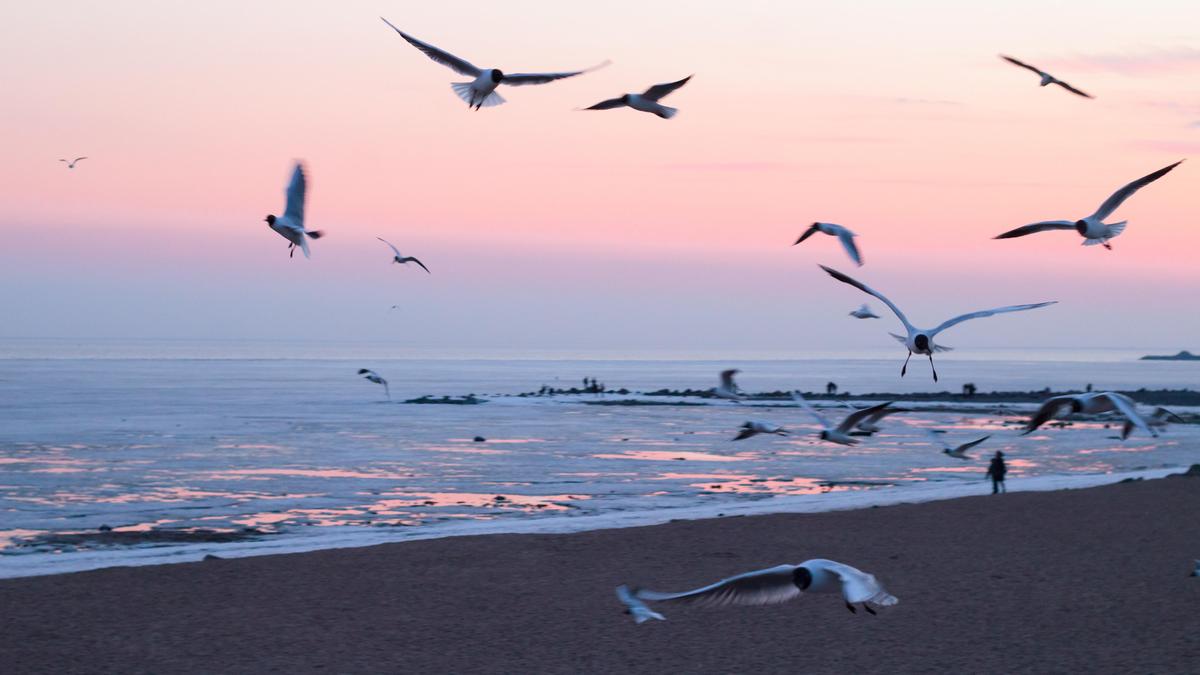 Казахстанцы смогут участвовать в международной переписи птиц