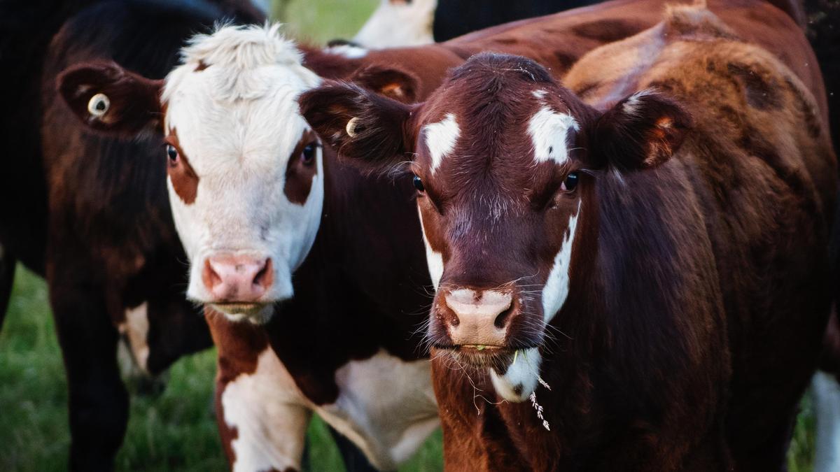 В Костанайской области запрещен вывоз сельскохозяйственных животных