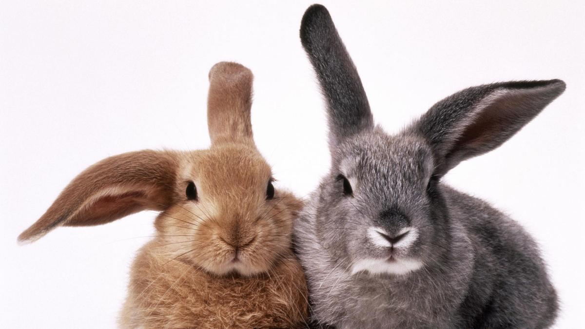 Карагандинские кролики распроданы перед Новым годом