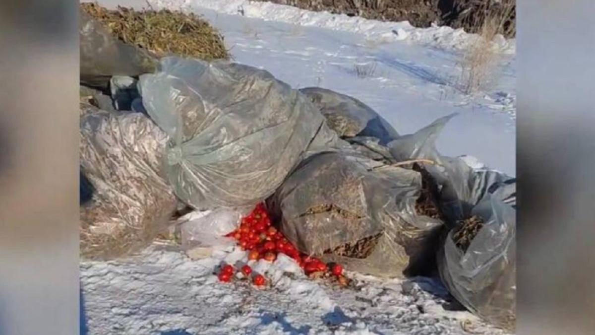 На Актюбинском снежном полигоне найдены тонны испорченных овощей