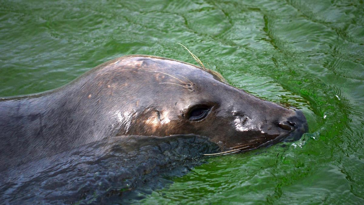 Названа причина гибели более 170 тюленей