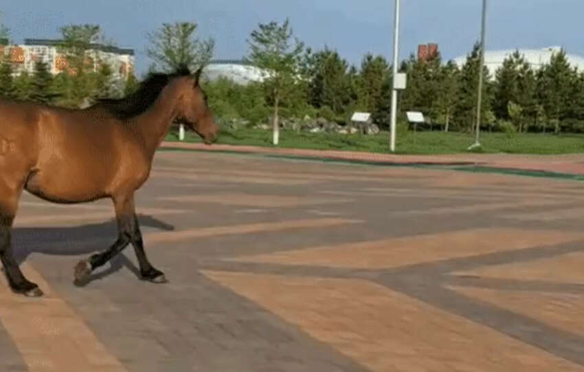 Шокирующее видео: бездомная лошадь в центре Астаны!