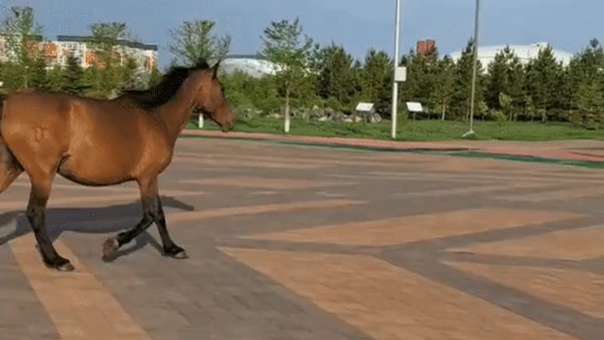 Шокирующее видео: бездомная лошадь в центре Астаны!